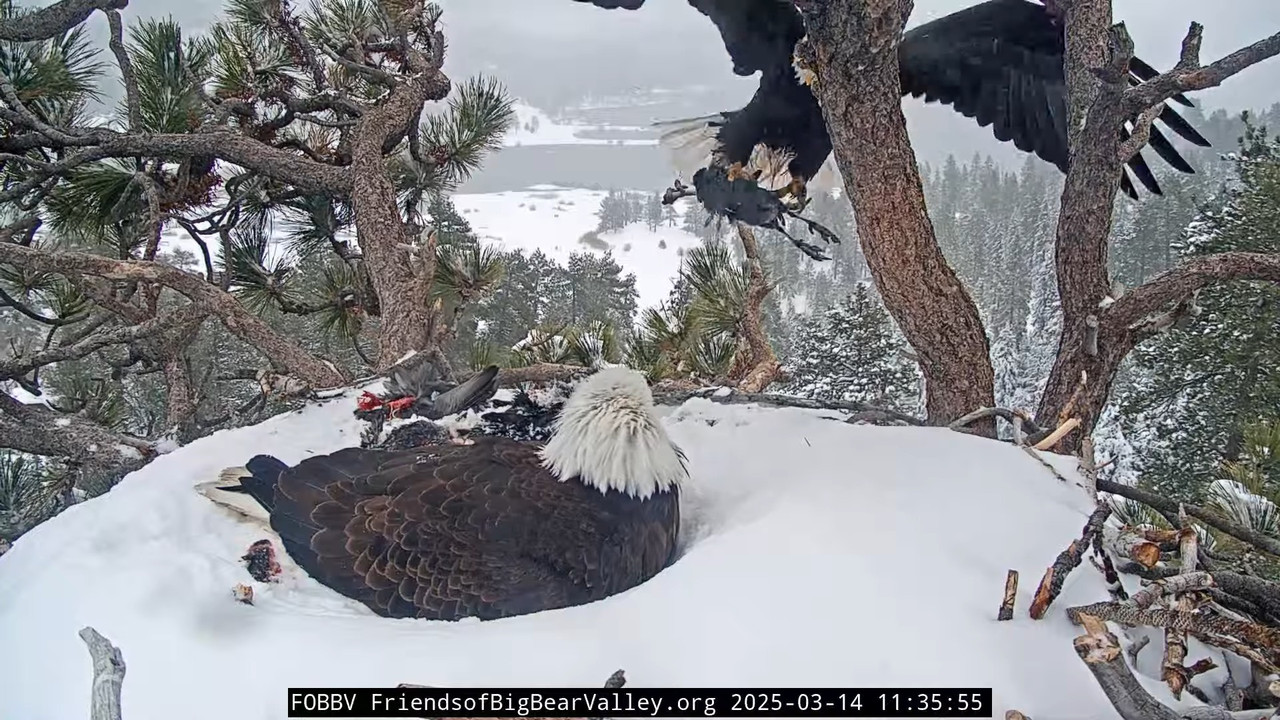 Lielā lāča ērgļa dzīvā ligzda — 1. kamera 14-55-55 screenshot