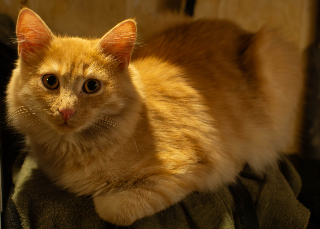 P1010006-Улучшено-Ум. шума