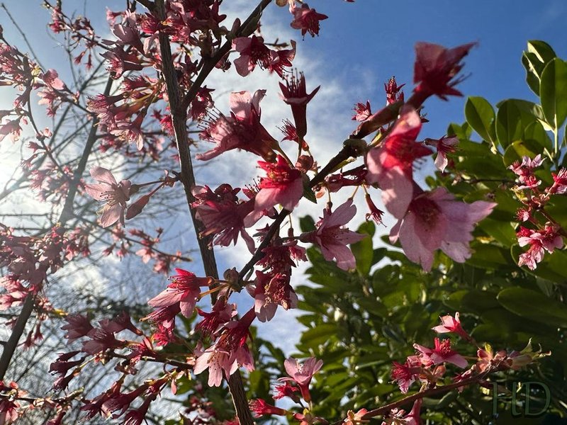 cherry-blossom-3-HD.jpg