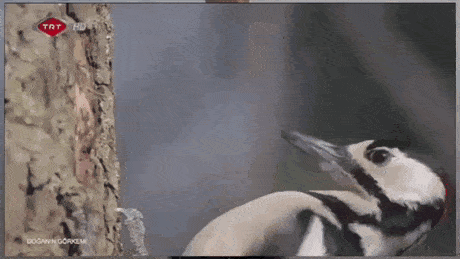 GIFs-13