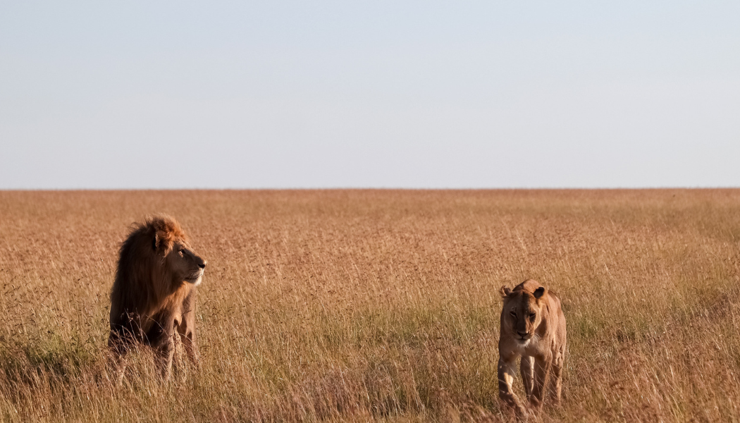 Luxury Kenya safari gallery image 3