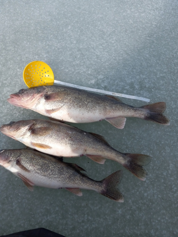 Resized_20220314_143740_230306927399878 (1)