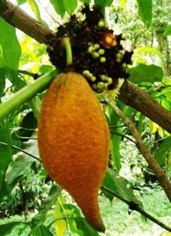 GarciniaGG-UI-Elongated