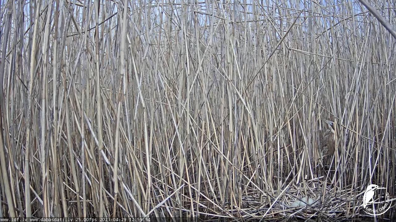 Lielais dumpis (Botaurus stellaris) Engurē - LDF tiešraide 13-58-4 screenshot