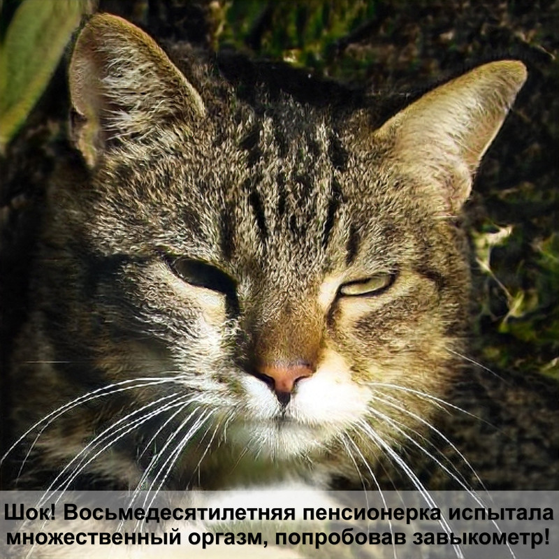 анатомия кошки