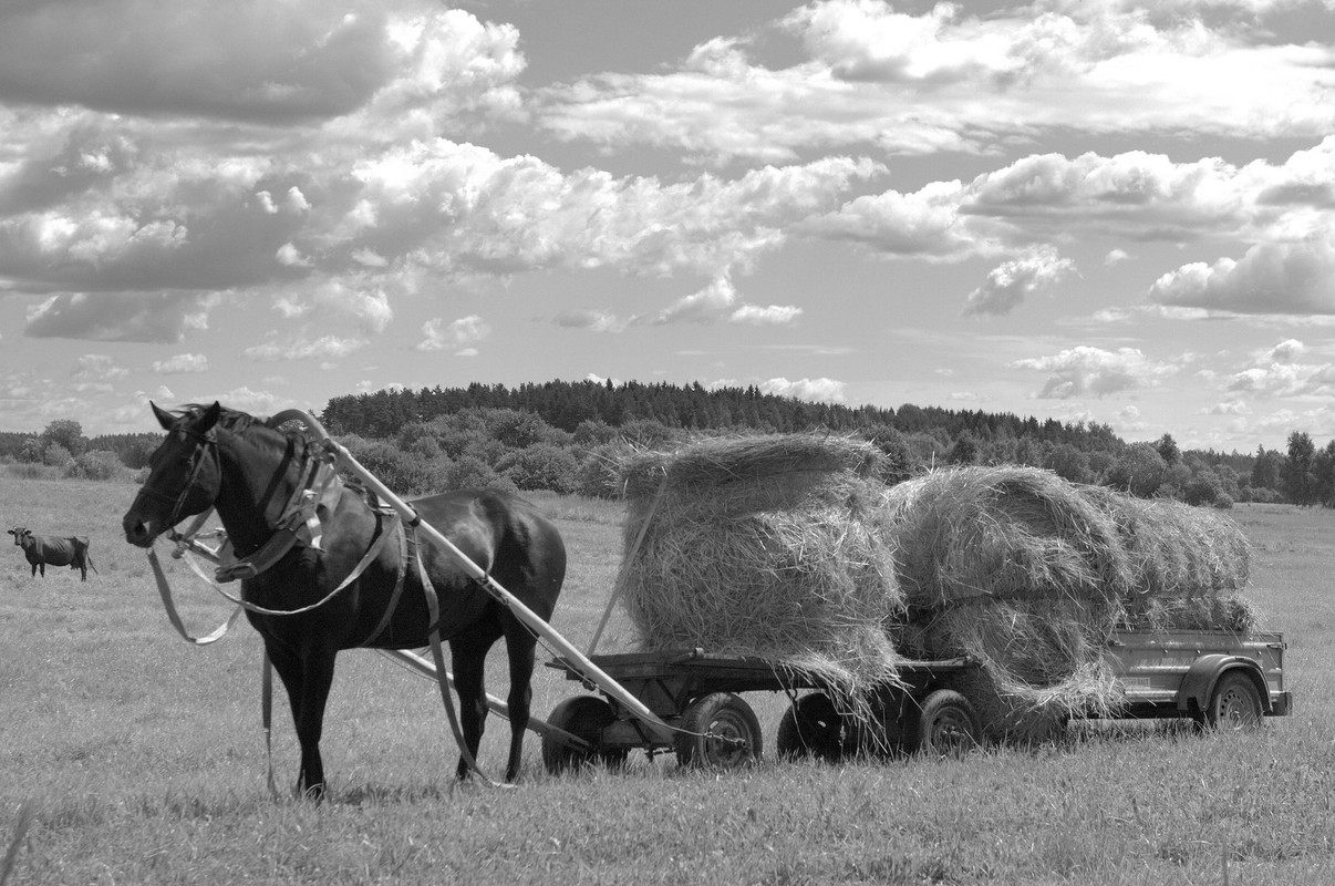 blacknwhitehorsehayrack.jpg