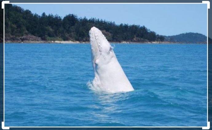 baleine-bosses-albinos.jpg