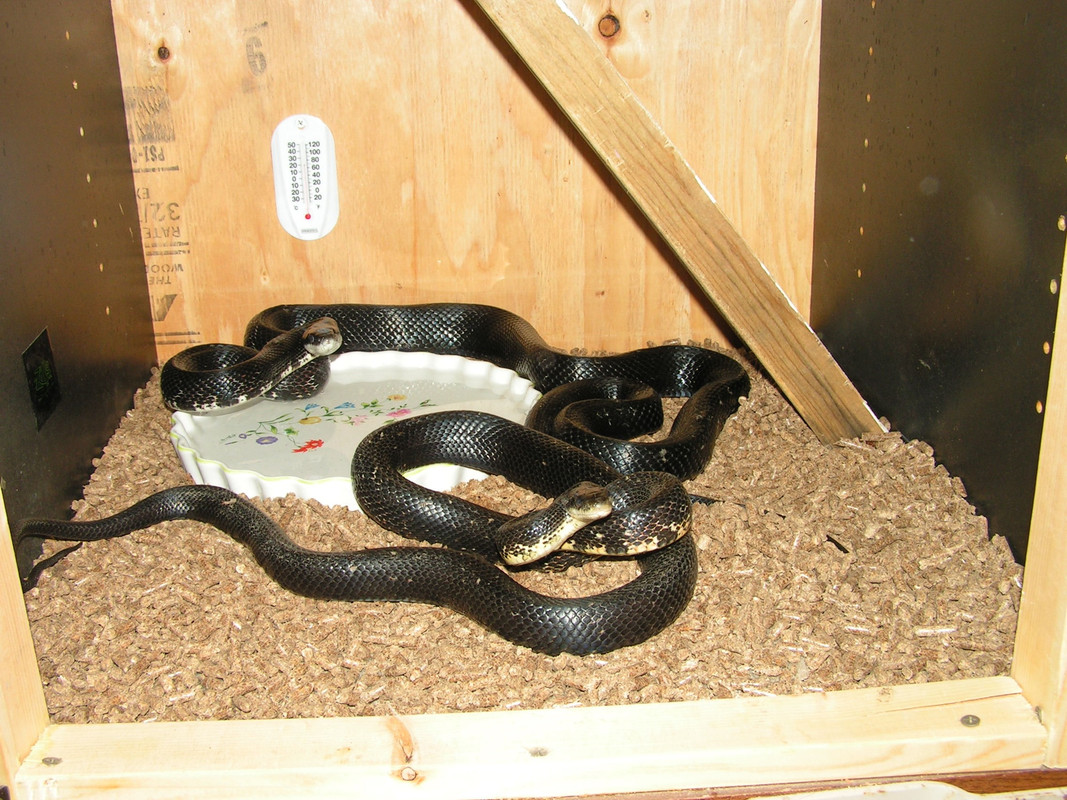 Black Rat Snake Bite (1)