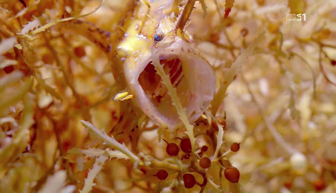 vlcsnap-2016-12-08-09h36m48s022