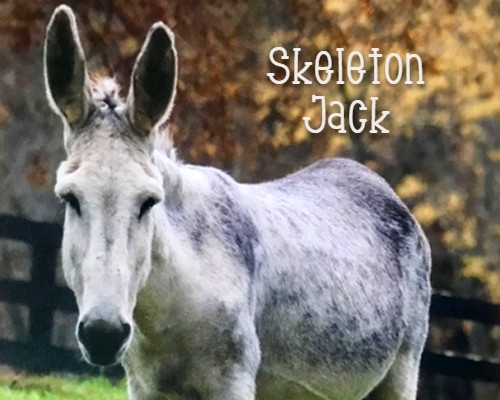skeletonjack