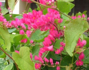 Antigonon-leptopus-Queens-wreath-vine-1-300x236.jpg