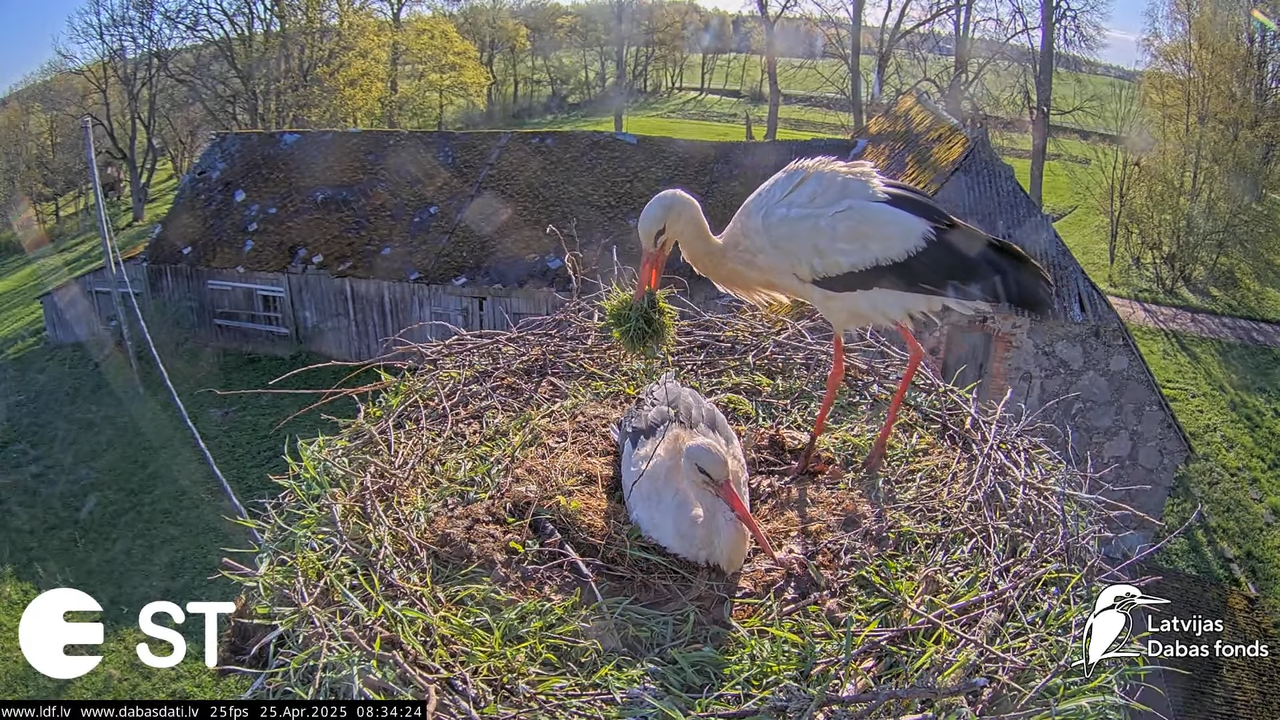 (26) Baltie stārķi (Ciconia ciconia) Tukuma novadā __ White storks in Tukums, Latvia - YouTube - 399