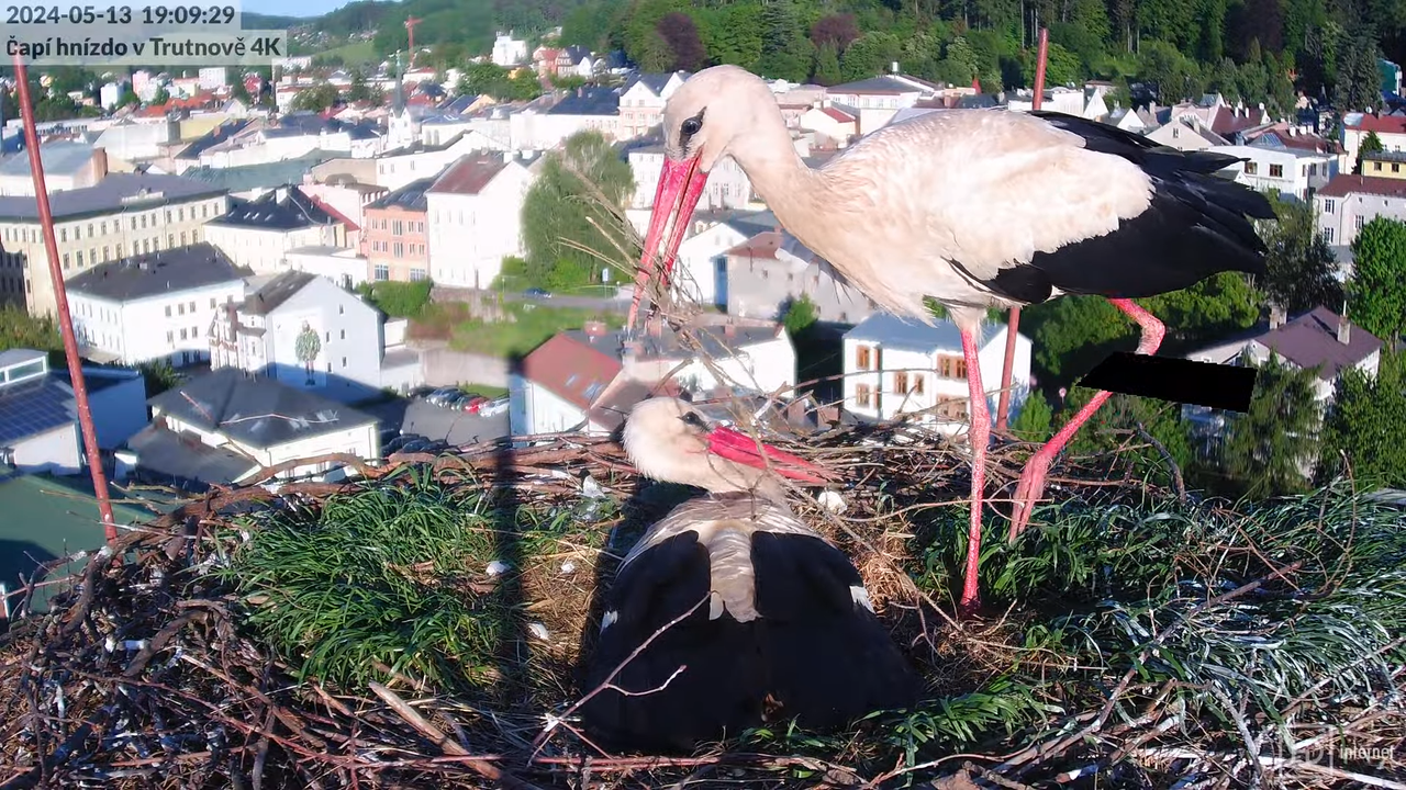 Živě z čapího hnízda na pivovarském komíně v Trutnově 13-40-18 screenshot