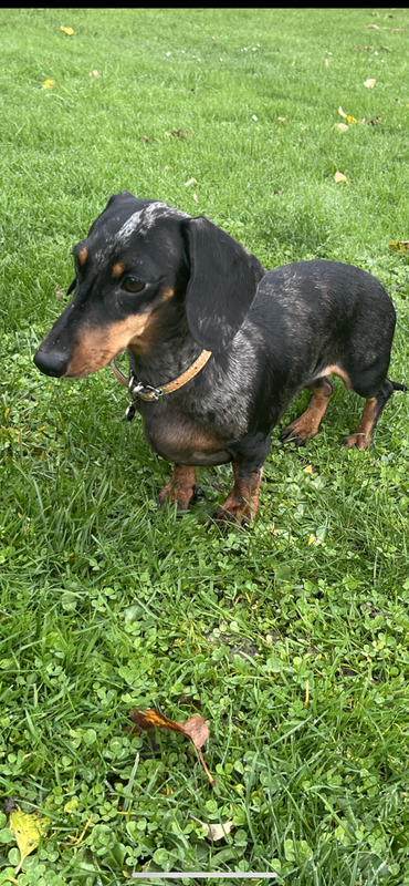 [Image: 37296-C47-7-F04-4192-A285-5-E313-CA8-ECD3.png]