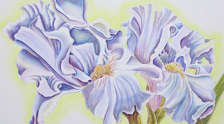 Watercolor Iris Pro Techniques Explained