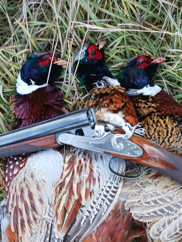 [Linked Image from i.postimg.cc]