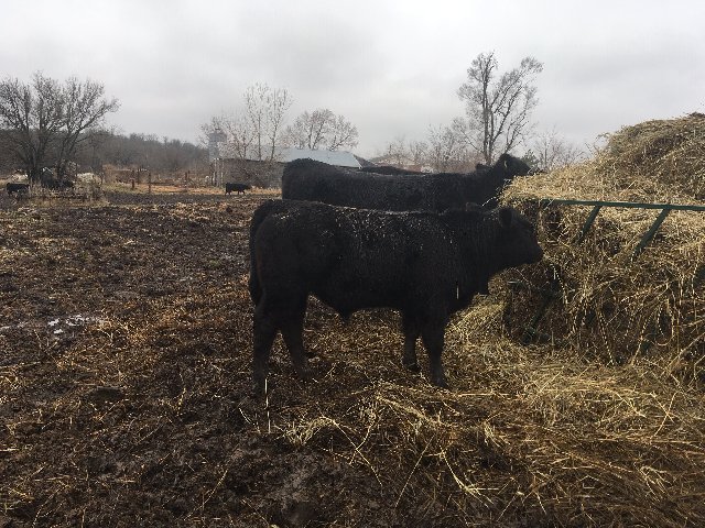 HD bull 29