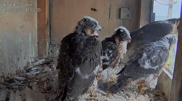 PGE Lublin. Male Łupek (8 A - 2013) & Female WROTKA (4 AB - 2014) - Pagina 3 Przechwytywanie-w-trybie-pe-noekranowym-17-05-2020-120252