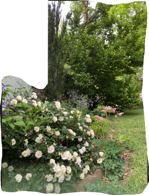 [Image: Garden239538.png]