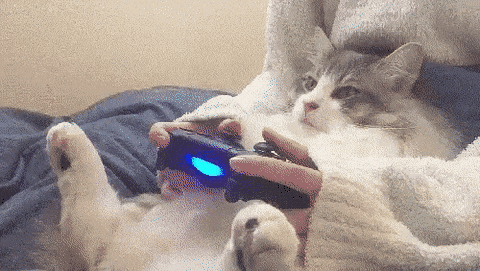 giphy-(4).gif