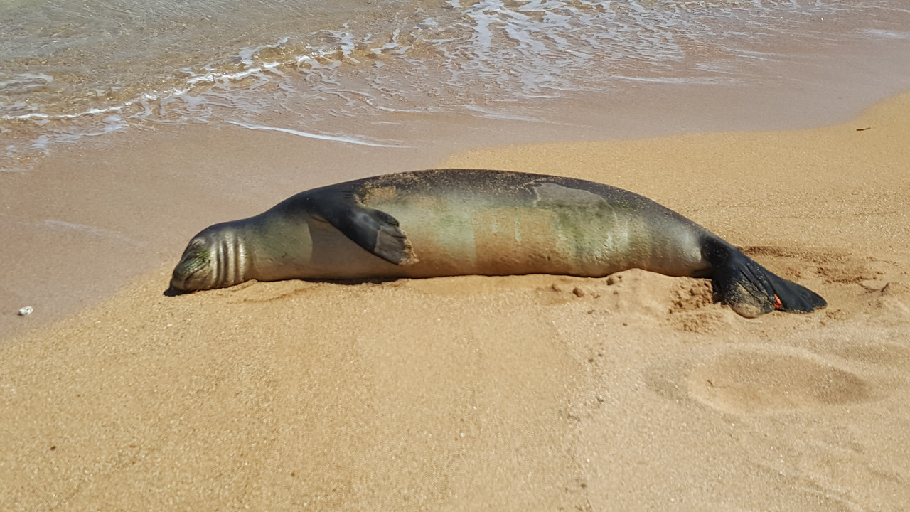 Kauai 2018 Monk Seal