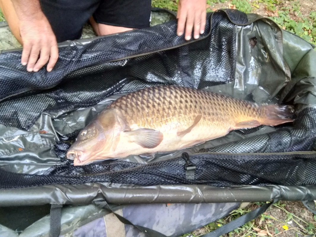 [Image: IMG-20220810-090328.jpg]