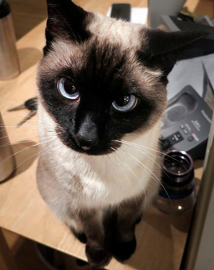 Dash the Siamese  Dash