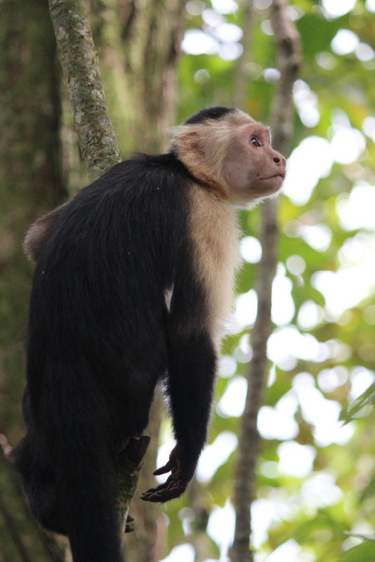 DÍA 5: PARQUE NACIONAL CAHUITA - DE TORTUGAS Y PEREZOSOS. COSTA RICA 2019 (15)