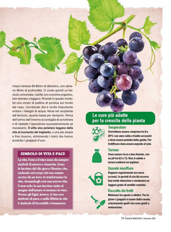 Cur Mang Set 2022 (2)