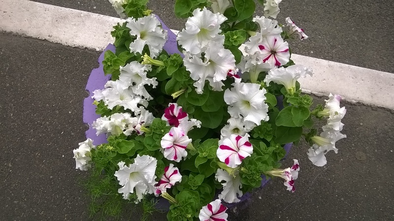 WP_20150619_14_43_55_Pro