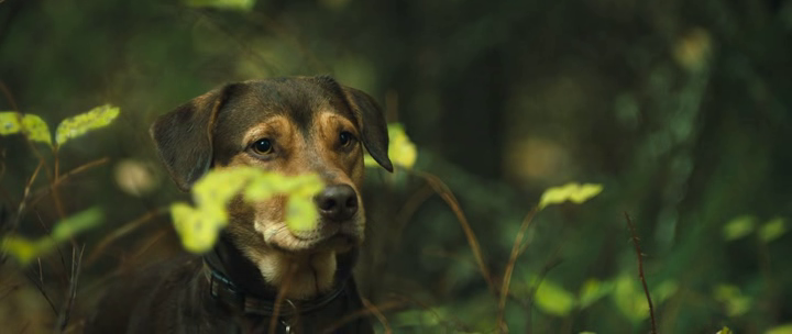 vlcsnap-2019-05-29-21h39m34s442