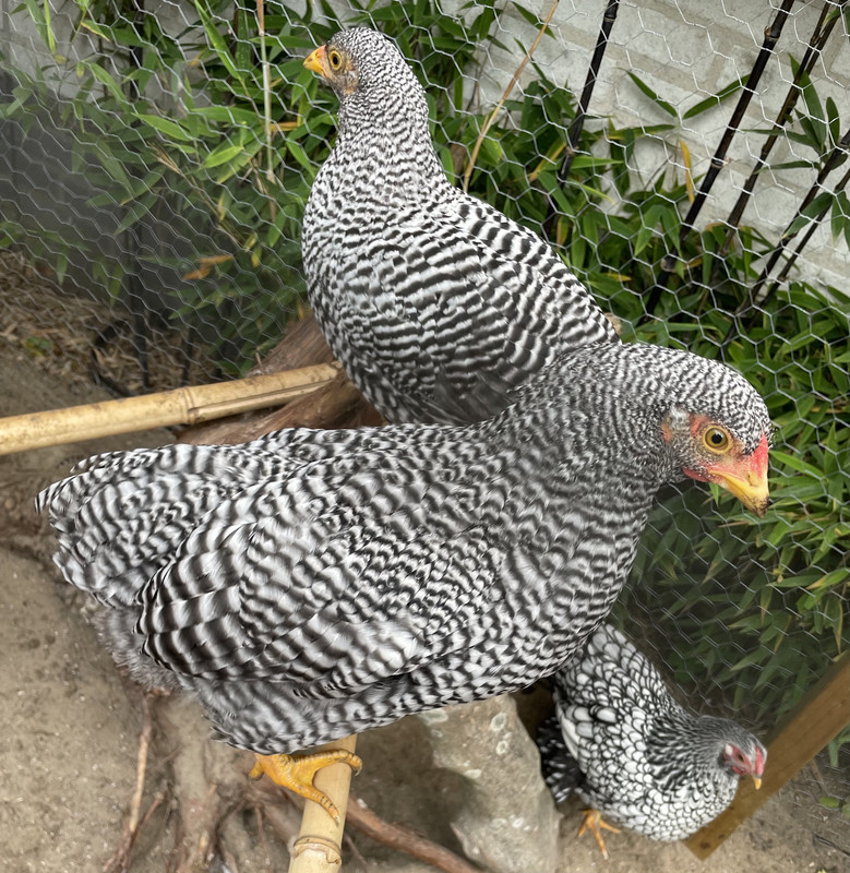 254B4606-B3FB-4F2F-8EE7-BEB74C498745