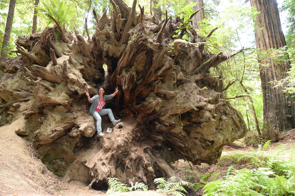 Árboles gigantes, fuegos y volcanes extintos - Oregon y California norte (2018) - Blogs de USA - Rogue River y costa norte de California (31)