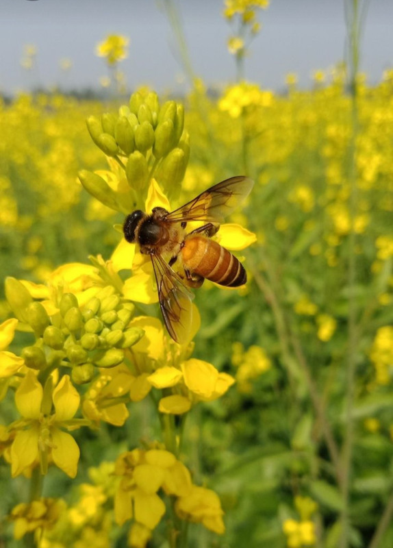 Screenshot_20240404_203323_Pinterest