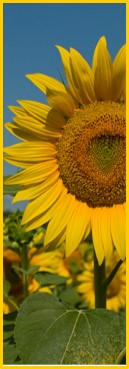 Sunflower-L2.jpg