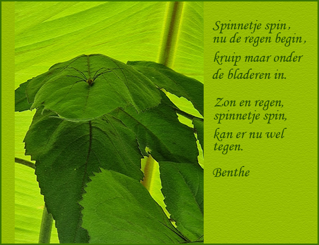 spinnetje-spin