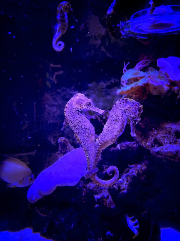purple-seahorse-7116390-1280.jpg
