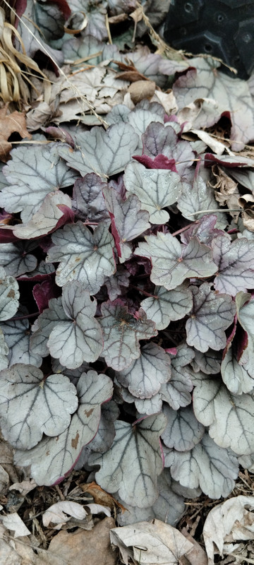 IMG-911769542572da7b148a68d6dec469f4-V