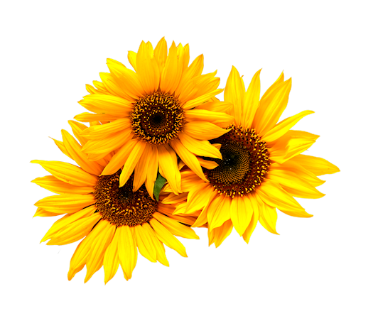 ISmellAutumn-LL-Element75