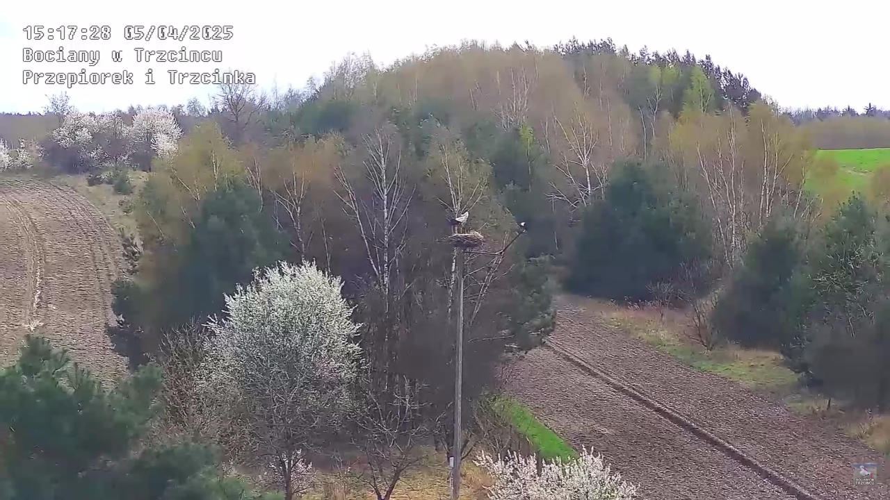 05042025paresekundwgniezdzie_29