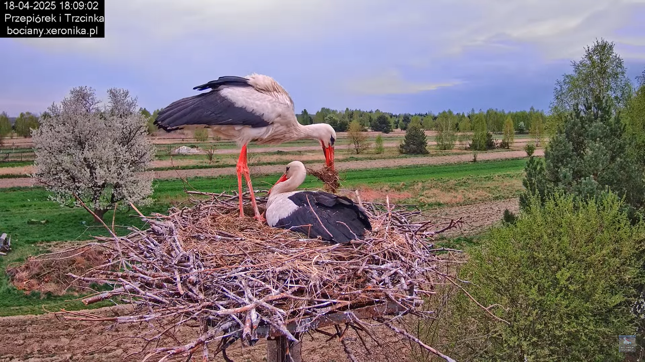 18042025bociany13