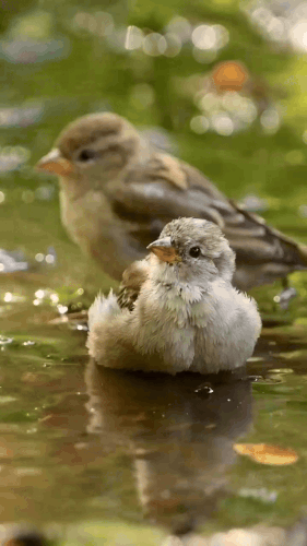 010925-oiseaux-bain-Liberte