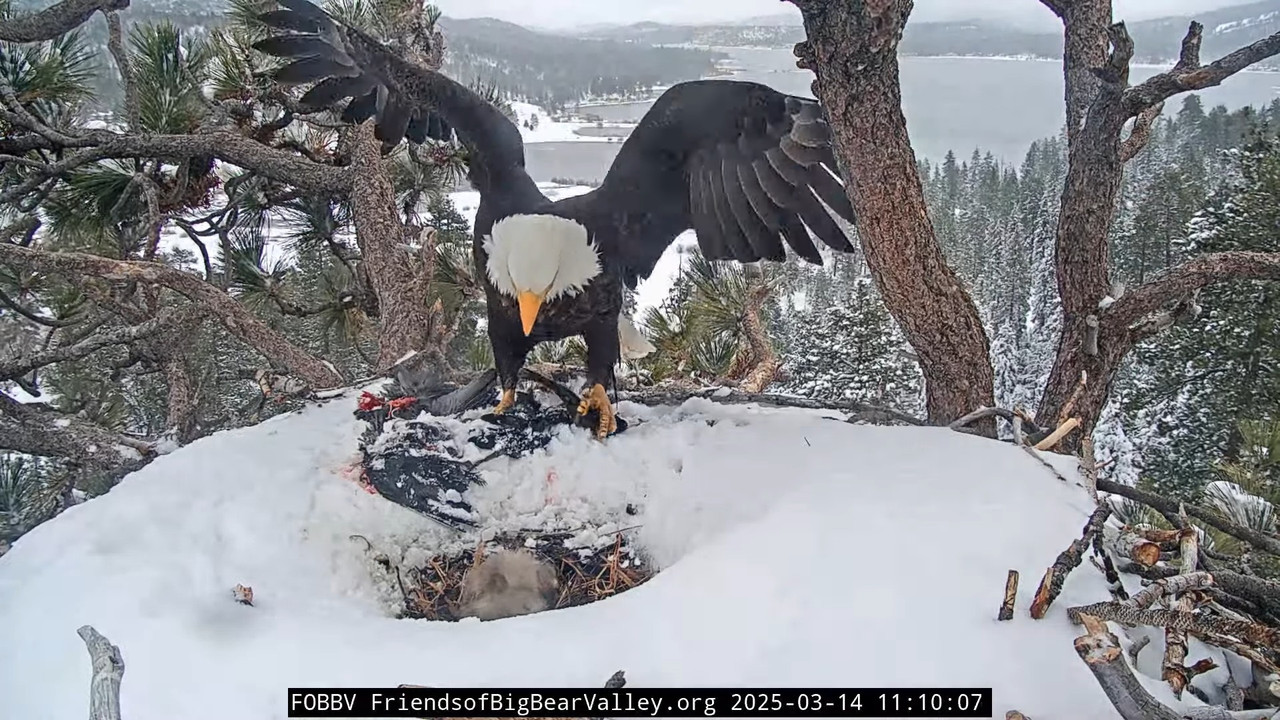 Lielā lāča ērgļa dzīvā ligzda — 1. kamera 14-30-7 screenshot