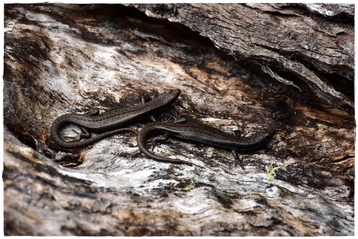 Lake St Clair National Park - Australia (II): Recorriendo Tasmania (11)