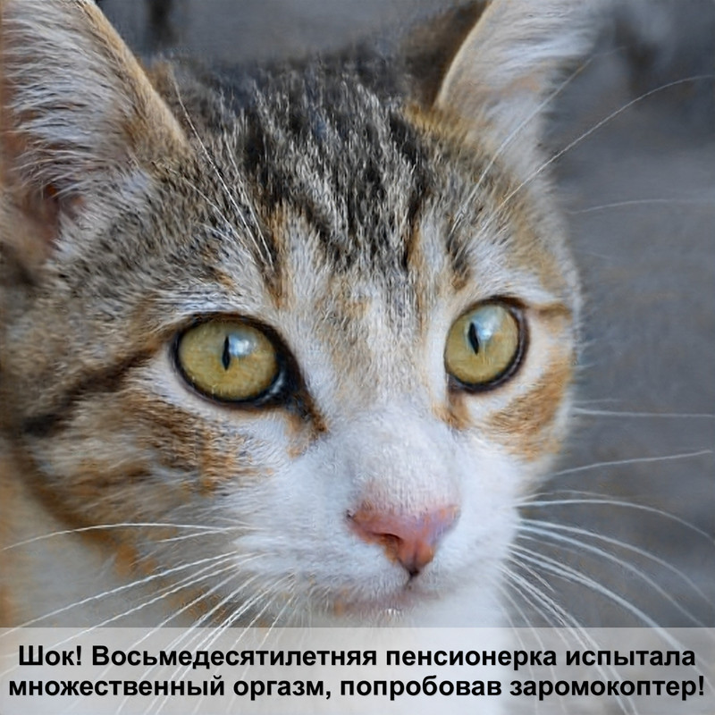 шерсть у шотландских кошек