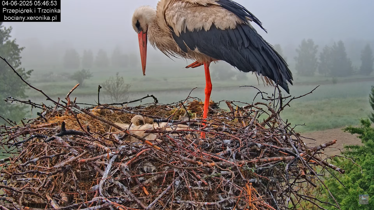04062025bociany9