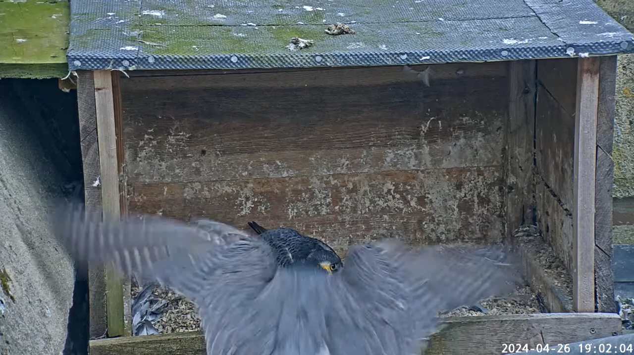 Andover Peregrines. - Pagina 3 Schermafbeelding-2024-04-26-203122