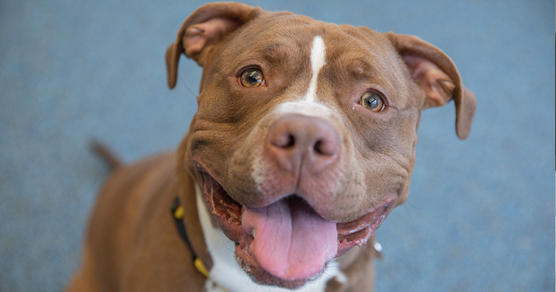 Dog-Pittie-adoptable-dogs-fb.jpg