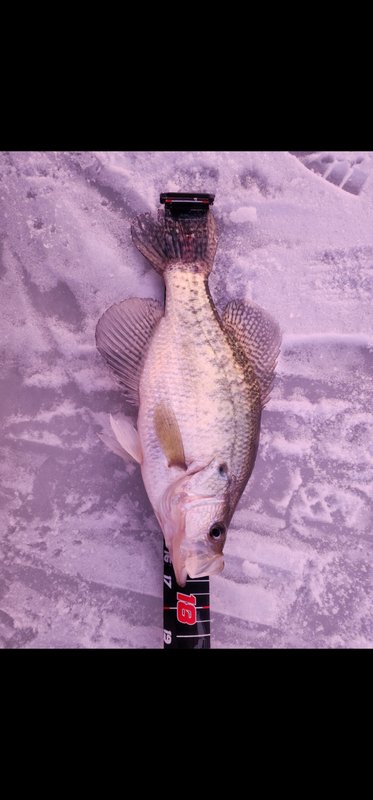 Screenshot_20221228_194751_Gallery