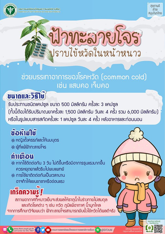 แพทย์แผนไทยแนะพกฟ้าทะลายโจรต้านหวัดจากภัยหนาว พร้อมย้ำวิธีใช้ให้ได้ผล ต้องใช้ทันทีเมื่อเริ่มมีอาการ